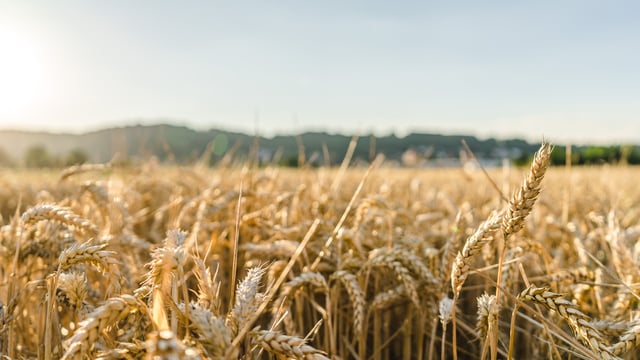 New data shows wheat could lose half its best land by 2100