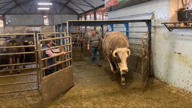 Simmental bullock makes €3,790 at Gortatlea Mart