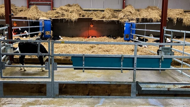 Calving 2023: Treating a scouring calf