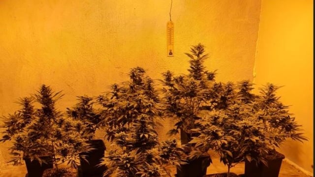 Man arrested and €150k of cannabis seized in rural Galway village