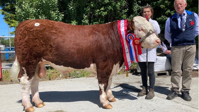 Royal County bull takes top price at Nenagh Hereford sale