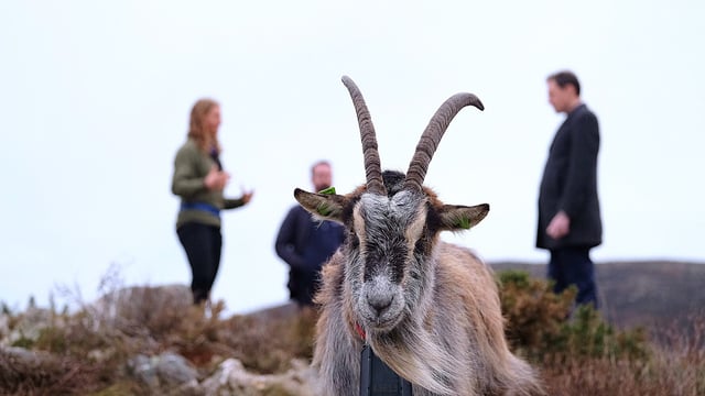 Call for conservation centre to protect native Irish breeds