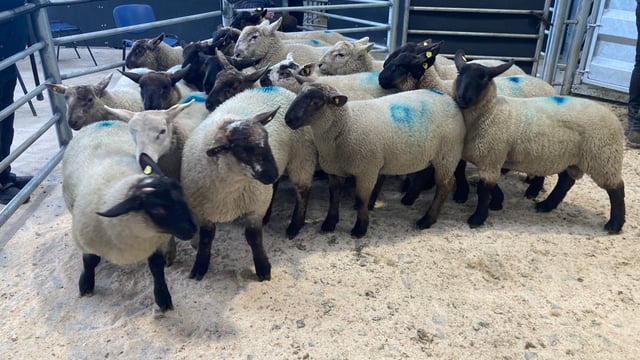 'Lambs in the marts making the equivalent of €8.50-8.60/kg'