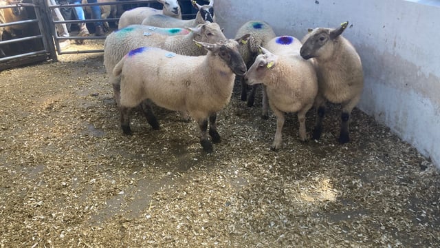 Sheep marts: No let up in demand for lambs