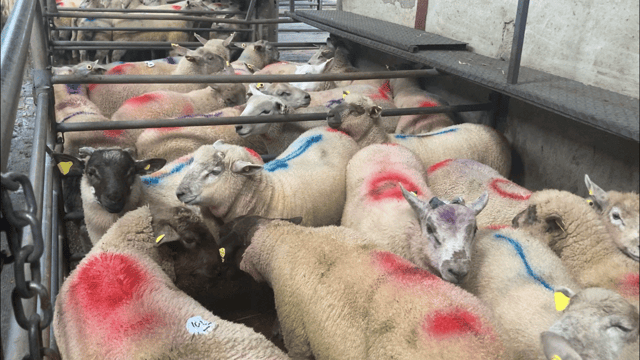 Video: Brisk trade for spring lambs at Carnaross Mart