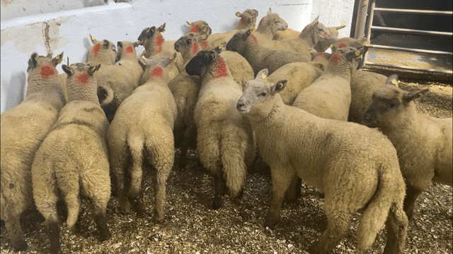 Sheep marts: Buyers 'cautious to give over the odds for stores'