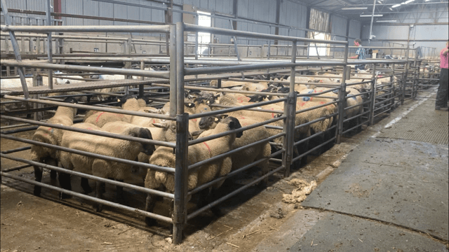Lamb prices almost €1/kg better than this time last year