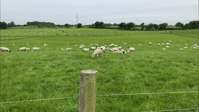 Lamb performance increased when grazing swards including a companion forage