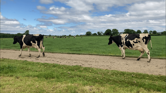 'Good grassland management equals successful cow traffic'