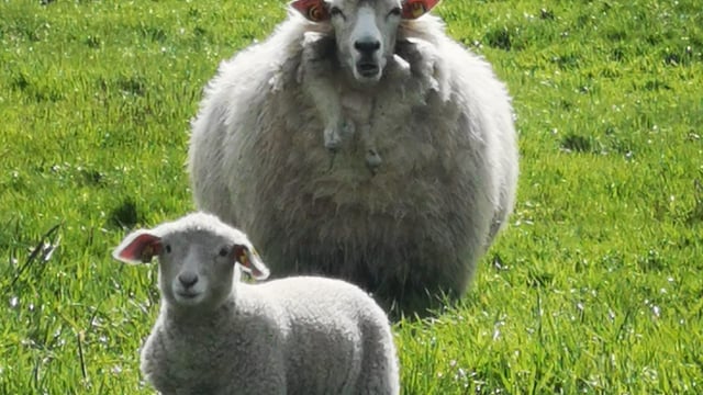 Galway Wool Co-Op to host Meitheal at Athenry Mart