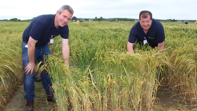 Barley varietal trials which may reduce dependence on chemicals