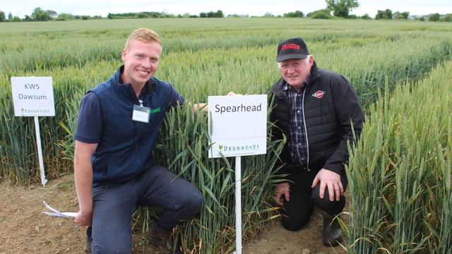 4 main varieties to drive Irish wheat production