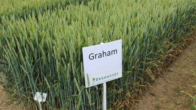 Opinion: So many tillage varieties - but which to choose?
