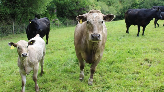 New tool for suckler farmers to boost profit and reduce emissions