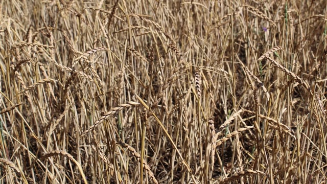 Tillage: Fancy growing a crop of spelt?