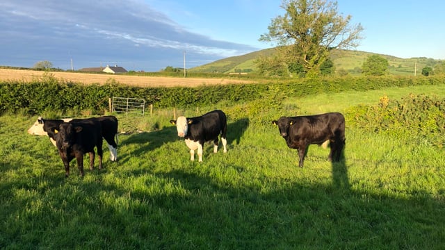 Factory quotes: Beef price rises starting to plateau