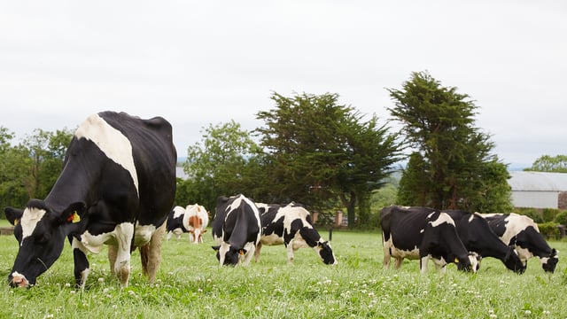 Irish Holstein Friesian Association open day set for July 7
