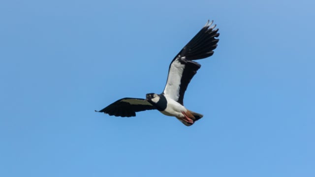 Spring crops for biodiversity - CAFRE block attracts five pairs of lapwings