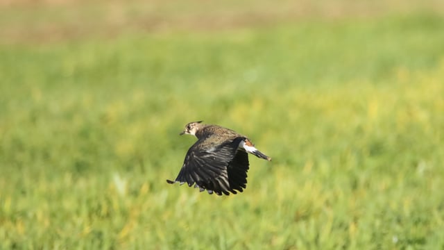 ACRES: Encouraging wildlife habitats for wild birds