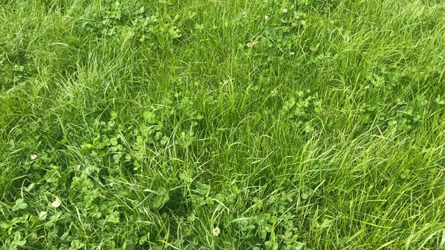Strong grass growing conditions continue