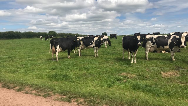 More dairy cows in Co. Tipperary than Scotland