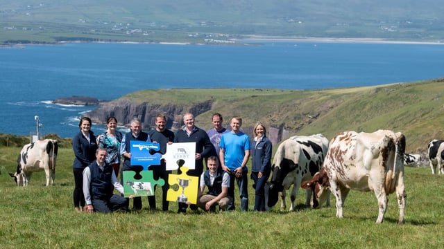 Entries sought for Kerry Holstein Friesian Breeders' herds competition