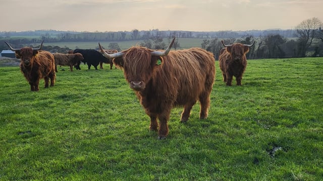 Kildare farmer finds new market selling Highland beef online