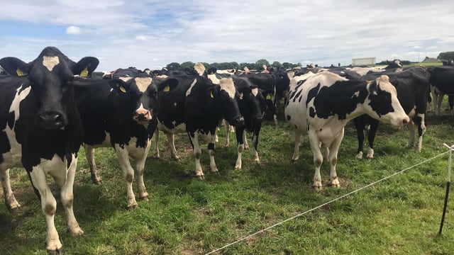 'Leave the avocados to Mexico' - NDC boss reaffirms Ireland's dairy credentials