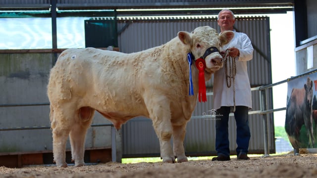 Galway-bred bull hits €10,000 at Tullamore Charolais sale