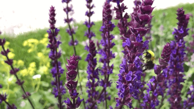 IHNSA promotes green cities and Irish plants at Bord Bia Bloom 2022