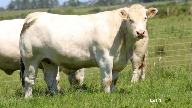 Sligo Summer Belles sale sees top price of €3,600