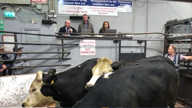 Video: Northern buyers boost trade at Ballyjamesduff Mart