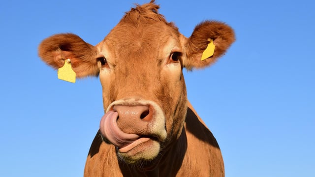 Livestock methane-reducing product gets commercial contract in Oz