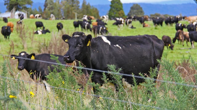 New Zealand to consider separate farm-level levy for methane emissions