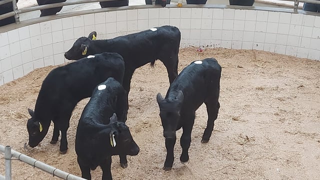 Calf trade: Demand for calves remains at Enniscorthy Mart