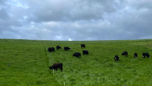 Beef kill: High demand and tighter supplies of cattle
