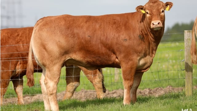 Baileys Limousins sale sees top call of €13,500 for heifer
