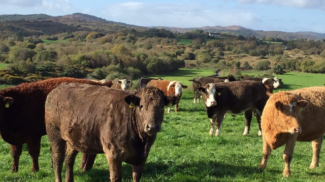 Ballyjamesduff Mart to host special suckler heifer sale