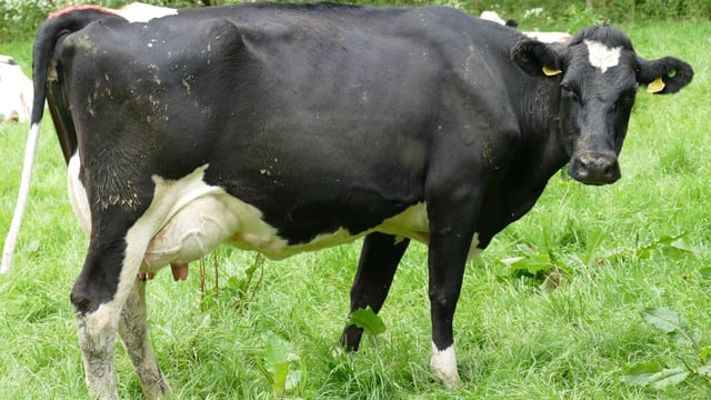 Greenhills reduction sale brings top price of €3,000