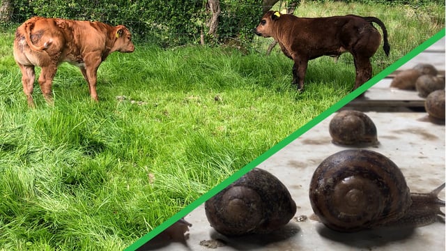 Beef Focus: Snail farming and breeding E-grade weanlings in Cavan