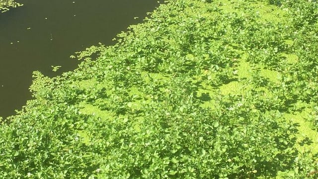 Duckweed: How a humble plant could help food security