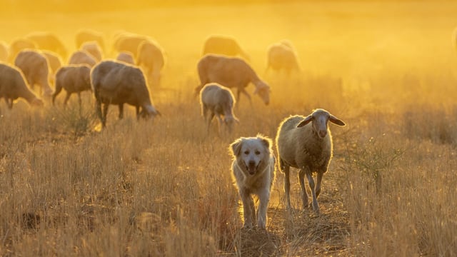 Commission approves €50m Greek scheme to support livestock sector
