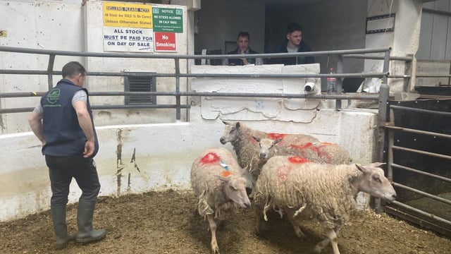 Pics and prices: Ewes with lambs at foot make up to €396 at Carnaross