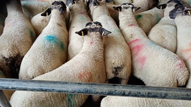 Spring lamb prices slashed by 20c/kg