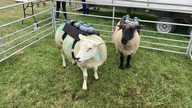 Measuring methane emissions from sheep in their natural state