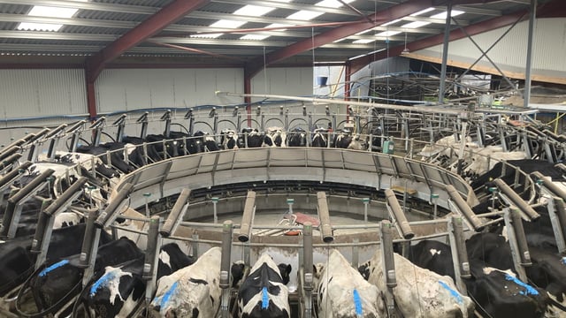 Video: 44-bail rotary in action on 300-cow farm in Cork