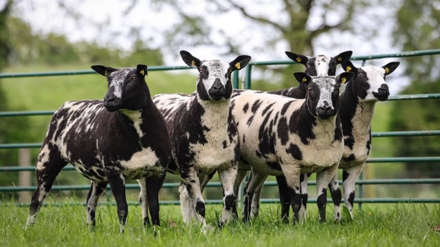 Super Sixty Sale tops €3,000 for a shearling ewe