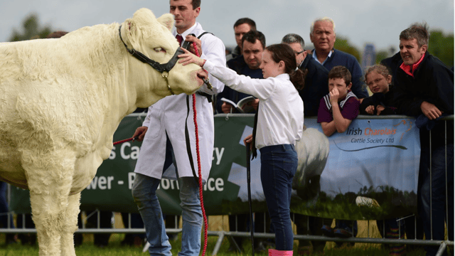 Charolais society to host young handlers workshop