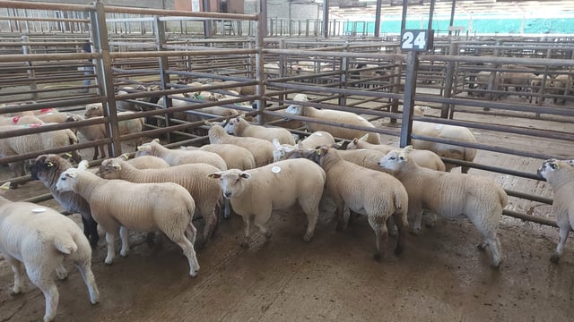 Sheep kill: Throughput settles back after immense kill the week before