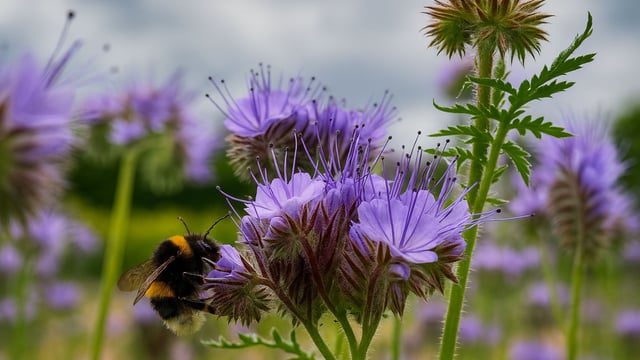 'Bee the Change' claims top honours in photo competition
